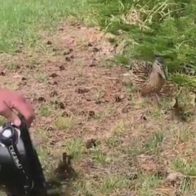 PHOTO: Firefighters in Littleton, Colorado, rescued the ducklings from a storm drain.