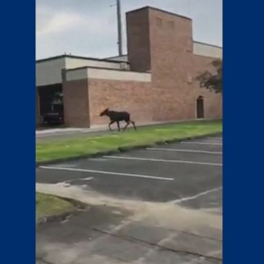 PHOTO: A car passenger spotted the moose running through a parking lot and along a road in West Springfield, Massachusetts.