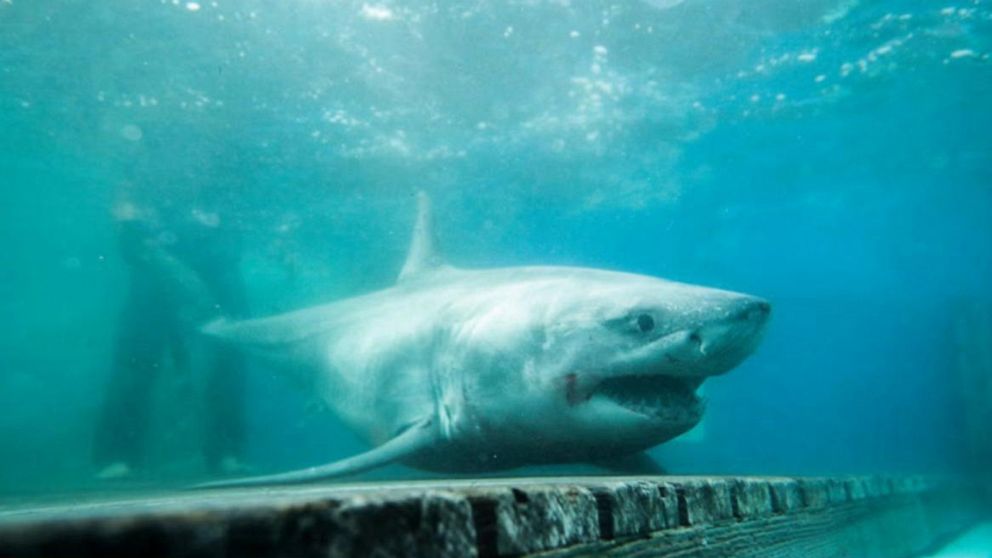 Video Great white shark sighting in Long Island Sound ABC News