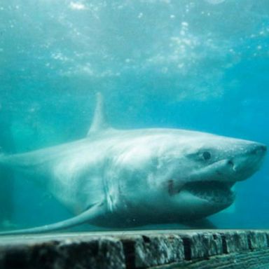 VIDEO: Great white shark sighting in Long Island Sound