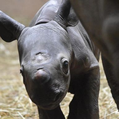 A 13-year-old eastern black rhino named Kapuki went into labor Sunday, after 15 months of pregnancy, and gave birth to a healthy calf in her enclosure that evening.