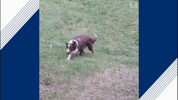 dog plays fetch with himself