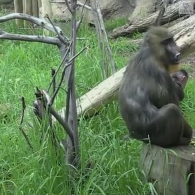 Kesi is the Denver Zoo's first newborn mandrill in 16 years.