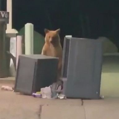 PHOTO: The moment unfolded behind a dumpster at a gas station in Tahoe City, California.