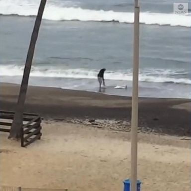 VIDEO: Homeless man rescues stranded baby shark