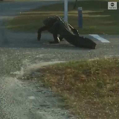 Residents driving to work and school were shocked to see an alligator casually strolling onto a lawn.