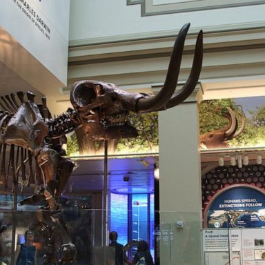 VIDEO:New fossil exhibit debuts at Smithsonian 