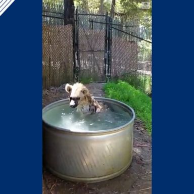 This hyena is living her best life on her 12th birthday, rolling and splashing in a bath.