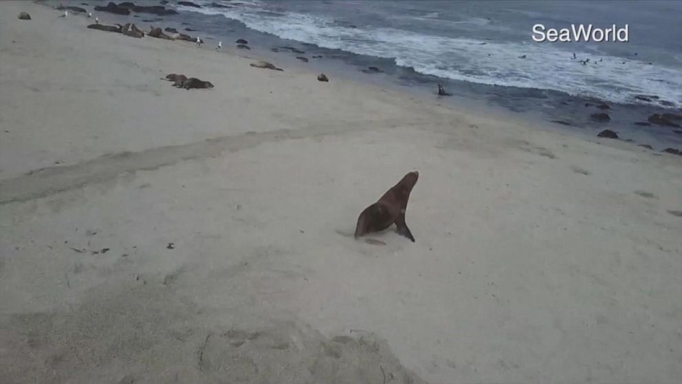 SeaWorld rescue team snags wayward sea lion that wandered near San Diego  highway – KIRO 7 News Seattle