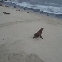 Sea lion attacks and injures woman in San Francisco - ABC News