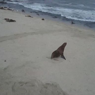 A team at Sea World tracked the sea lion, which had the plastic wrapped around its neck, for a few days before the rescue. 