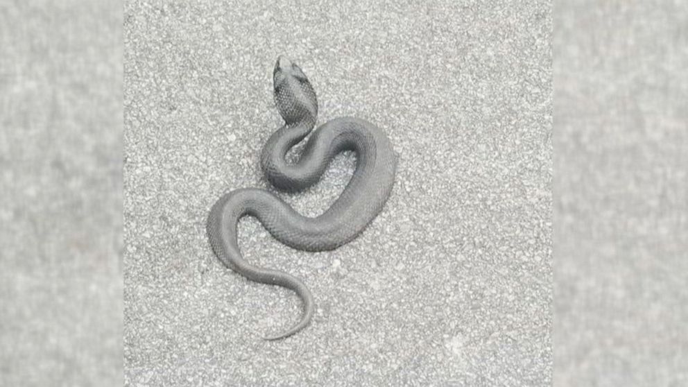 Video Officials warn of 'zombie snake' that plays dead - ABC News