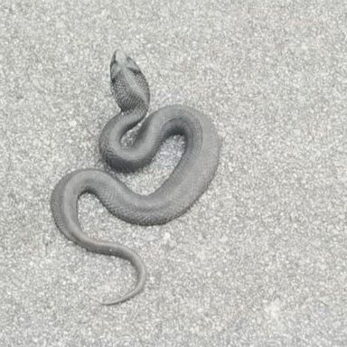 Officials with the North Carolina State Parks and Recreation said the "zombie snake" tends to lie on its back and play dead.