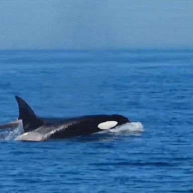 Chere Tamura, a whale enthusiast, spotted the whales off the coast of Monterey, California, on Tuesday. 