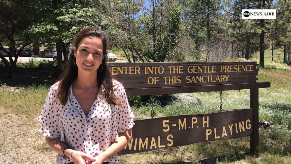 Inside The Living Free Animal Sanctuary Video Abc News