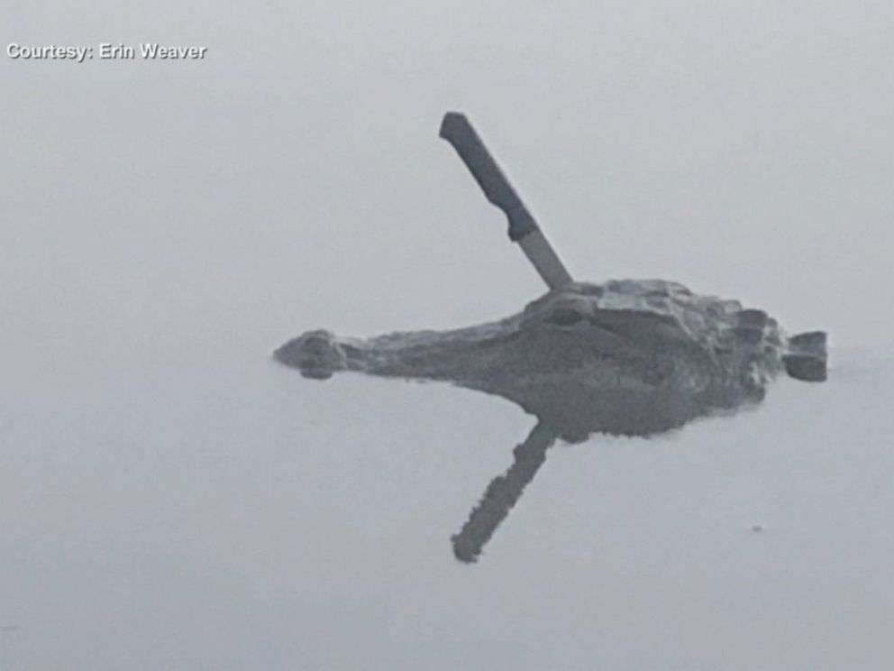 PHOTO: An alligator with a knife in its head was spotted swimming in a Texas lake.