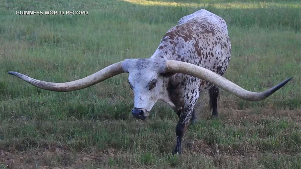 Texas Longhorn Breaks Guinness World Record For Nearly 11 Foot