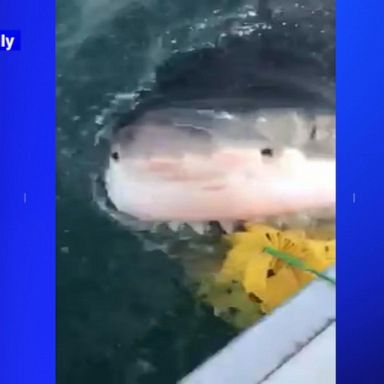 Great white shark spotted in New Jersey