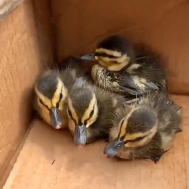 VIDEO: Firefighters play YouTube clip to rescue ducklings