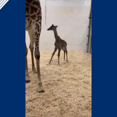 VIDEO: Newborn giraffe runs around enclosure