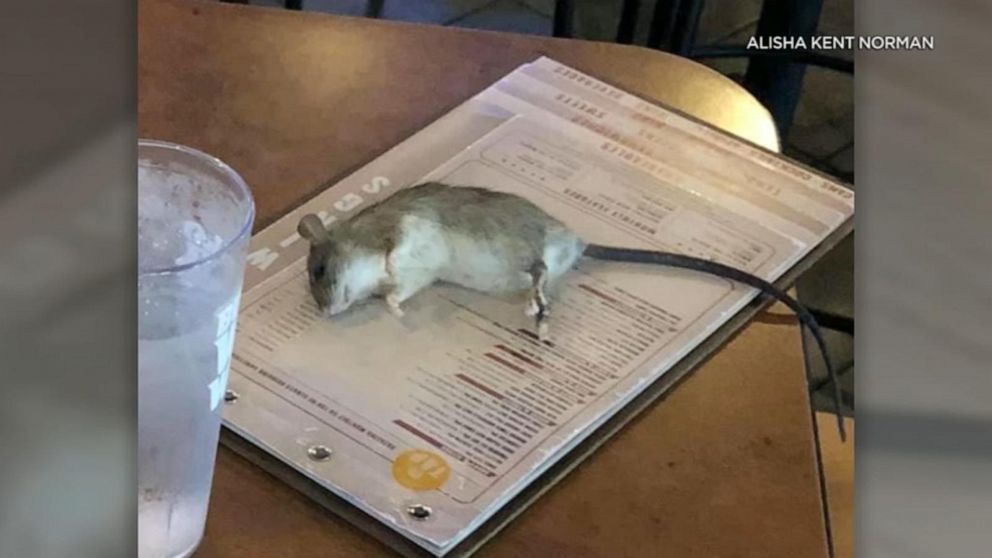 Rat Falls From Ceiling Onto Customer S Table At Buffalo Wild Wings