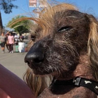 VIDEO: Celebrating imperfection at the World's Ugliest Dog Competition 