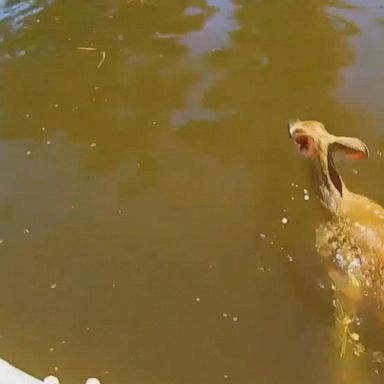 VIDEO: Police rescue fawn trapped in OH swimming pool