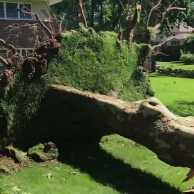 VIDEO: Straight-line winds hit Long Island and caused trees to topple over