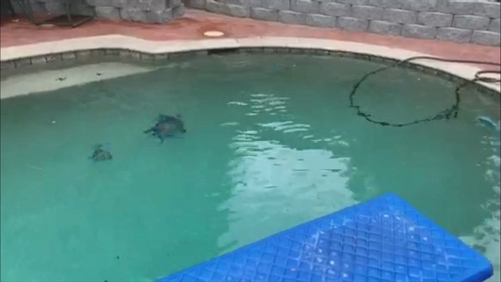 Video shows water in pool shaking during earthquake Video ...