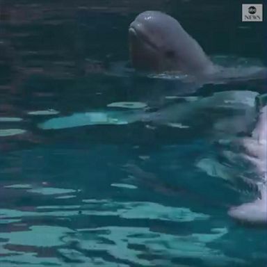 Mauyak, a 38-year-old beluga whale, gave birth to a healthy calf at the Shedd Aquarium. 