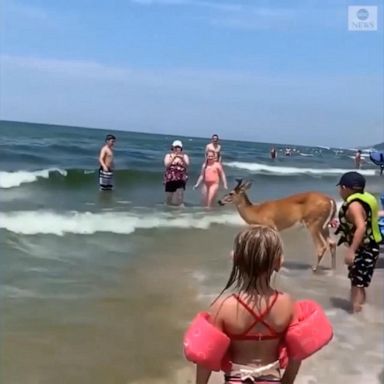 VIDEO: Deer enjoys a day at the beach on Lake Michigan