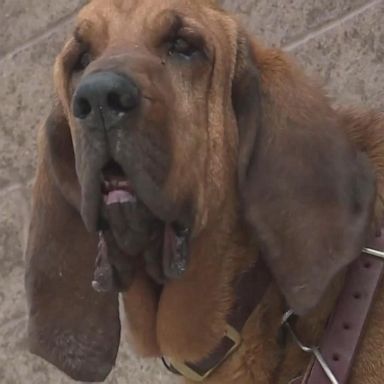 VIDEO: Bloodhound helps rescue 12-year-old girl missing in Wyoming desert