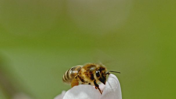 Bee onlyfans honey Honey Bee