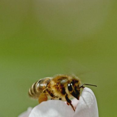 Honey bee populations are continuing to decline sharply, researchers say