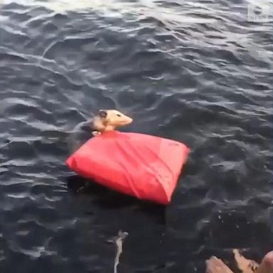 VIDEO: Couple rescues opossum struggling to stay afloat in lake