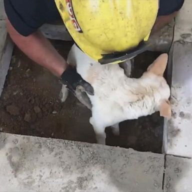 VIDEO: Firefighter rescue dog stuck under concrete patio