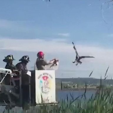 VIDEO: Fire crew saves great horned owl tangled in fishing line