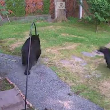 VIDEO: Dog scares off backyard bear