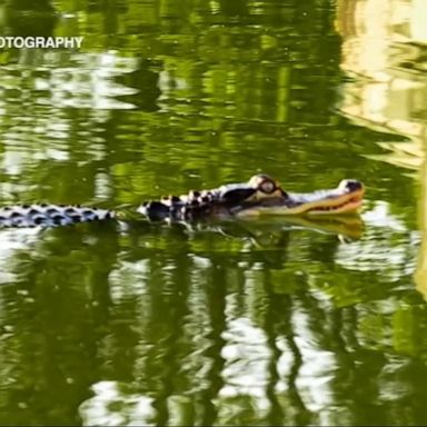 The non-native creature has drawn curious crowds, as animal specialists attempt to lure the reptile into a cage.