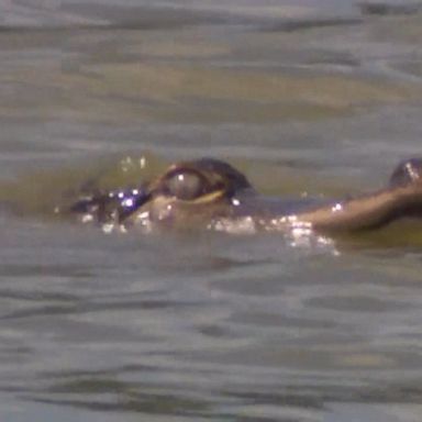 Efforts to find the elusive gator, named "Chance the Snapper," have drawn onlookers to a lagoon in Humboldt Park.