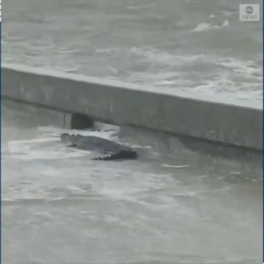 An alligator was spotted wandering a flooded roadway in Mississippi as Tropical Storm Barry approached the Gulf Coast.