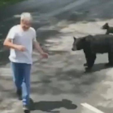 VIDEO: Mother bear scares off man who gets too close to cubs