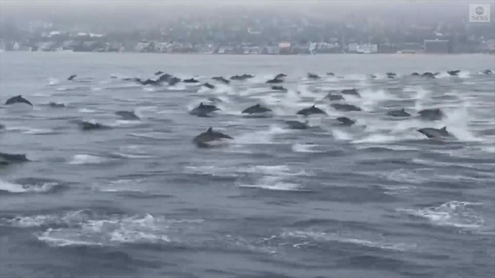 Video Huge pod of dolphins spotted off California coast - ABC News