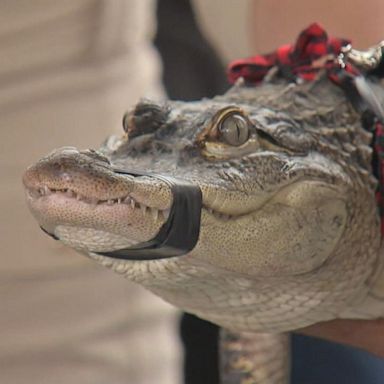 VIDEO: Alligator expert presents captured Chicago gator at news conference