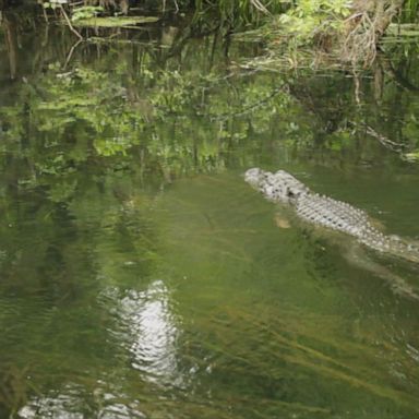 VIDEO: Flushing drugs down toilet could lead to 'meth gators,' police warn