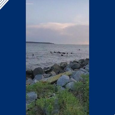 VIDEO: More than 20 pilot whales beached on St. Simons Island