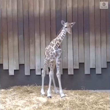 The male calf stood upright just 55 minutes after being born and towered at 5 feet, 7 inches on first examination.