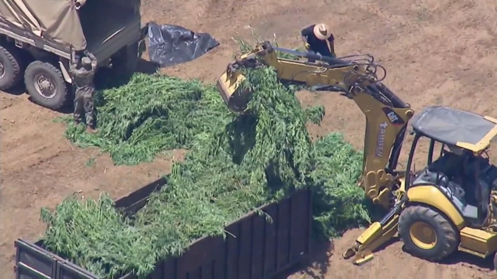 Drug Bust Includes 15 Tons Of Illegally Grown Marijuana - Good Morning ...