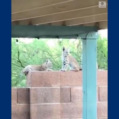 VIDEO: Bobcat kittens play on Arizona resident's wall