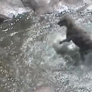 VIDEO: Hyena beats the heat in Denver Zoo 